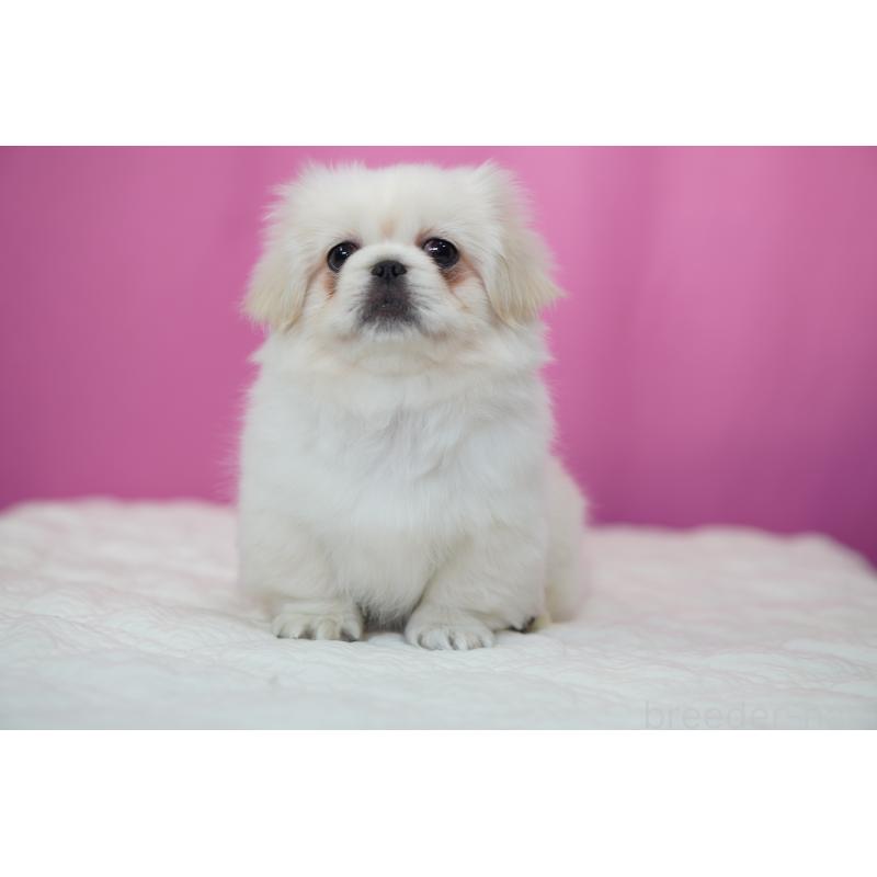 販売中の埼玉県のペキニーズ-430037の7枚目