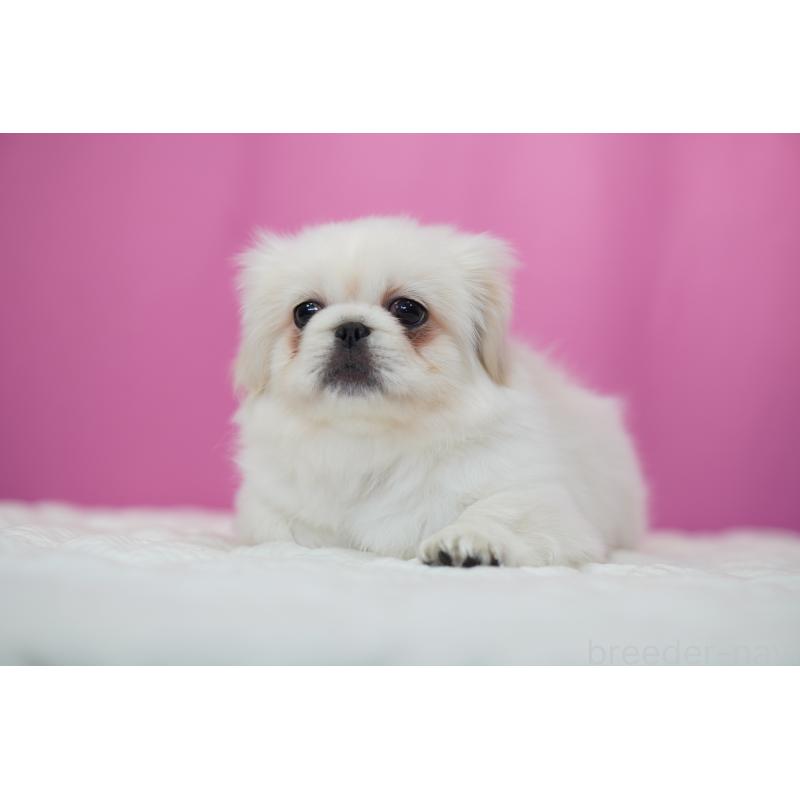 販売中の埼玉県のペキニーズ-430037の6枚目