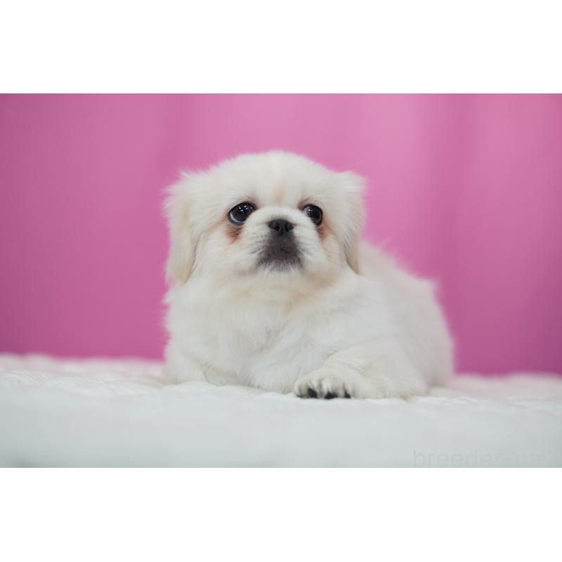 販売中の埼玉県のペキニーズ-430037の5枚目