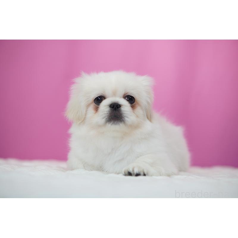 販売中の埼玉県のペキニーズ-430037の4枚目