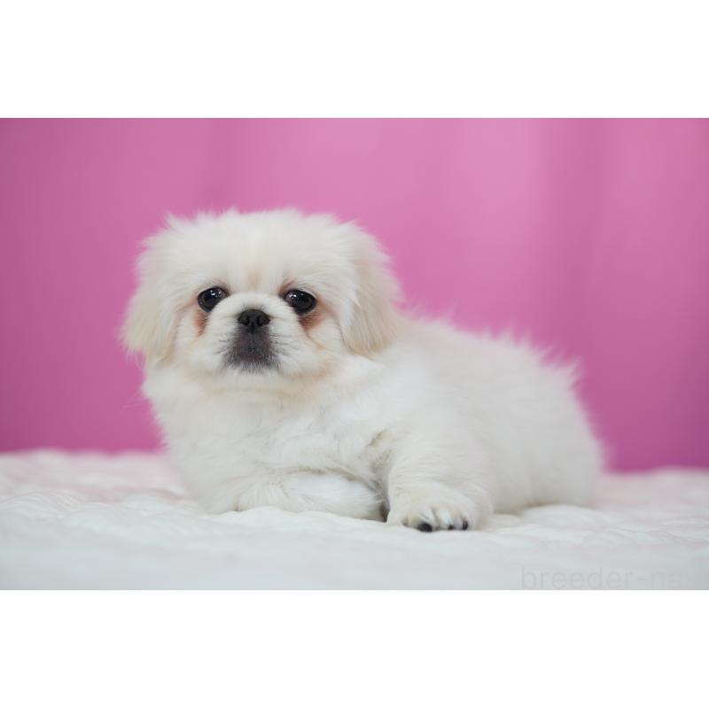 販売中の埼玉県のペキニーズ-430037の3枚目