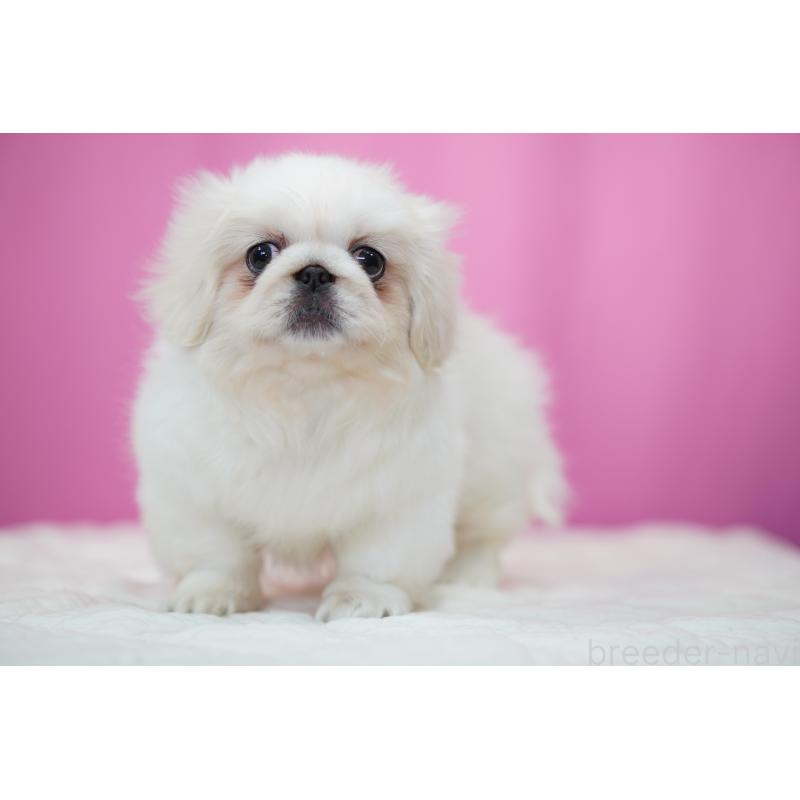 販売中の埼玉県のペキニーズ-430038の6枚目