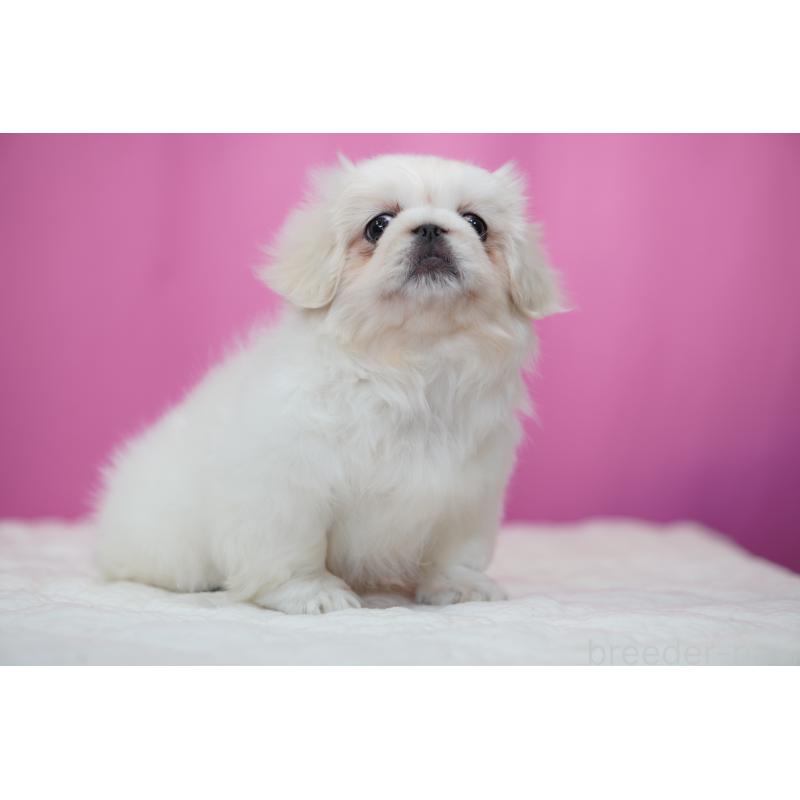 販売中の埼玉県のペキニーズ-430038の5枚目