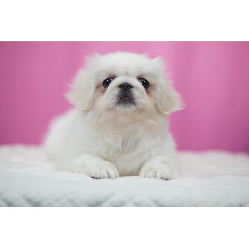 販売中の埼玉県のペキニーズ-430038の4枚目