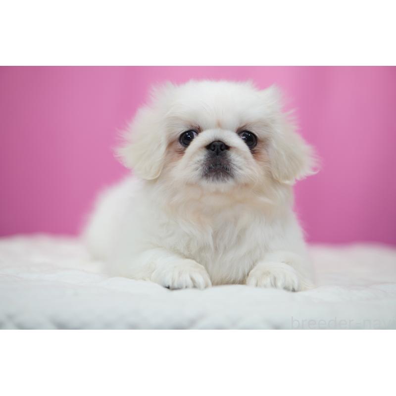 販売中の埼玉県のペキニーズ-430038の3枚目