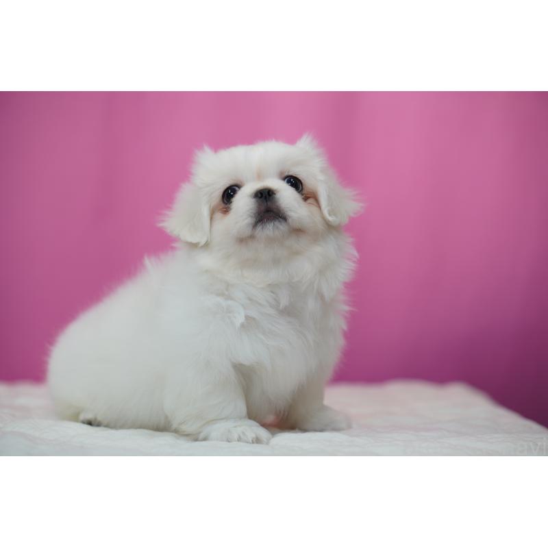 販売中の埼玉県のペキニーズ-430040の5枚目