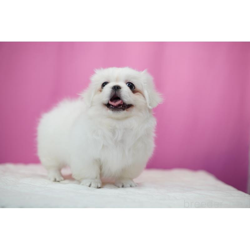 販売中の埼玉県のペキニーズ-430040の4枚目