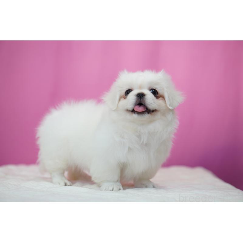 販売中の埼玉県のペキニーズ-430040の3枚目