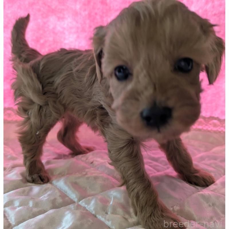 販売中の埼玉県のマルプー:マルチーズ×トイプードル-437652の11枚目