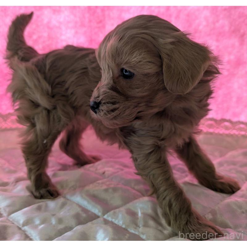 販売中の埼玉県のマルプー:マルチーズ×トイプードル-437652の10枚目