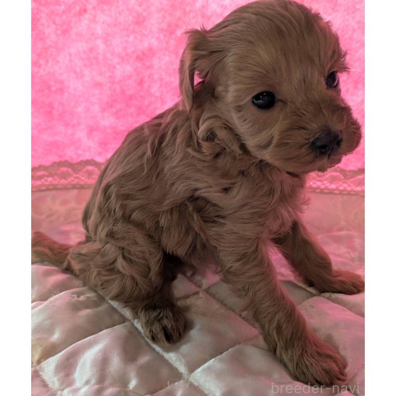 販売中の埼玉県のマルプー:マルチーズ×トイプードル-437652の8枚目