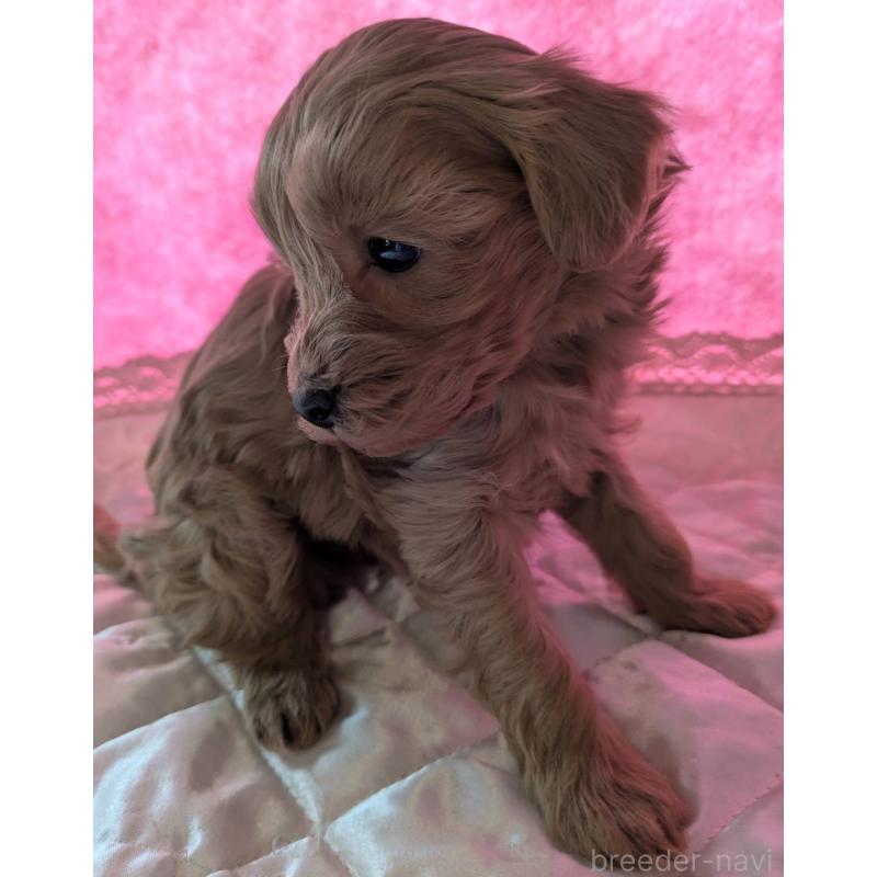 販売中の埼玉県のマルプー:マルチーズ×トイプードル-437652の7枚目