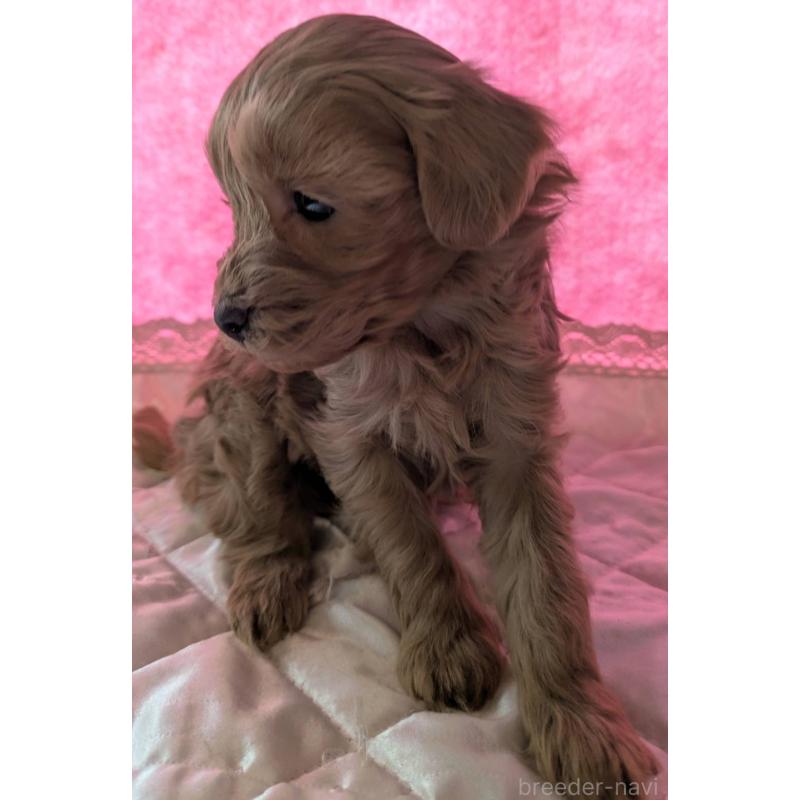 販売中の埼玉県のマルプー:マルチーズ×トイプードル-437652の6枚目