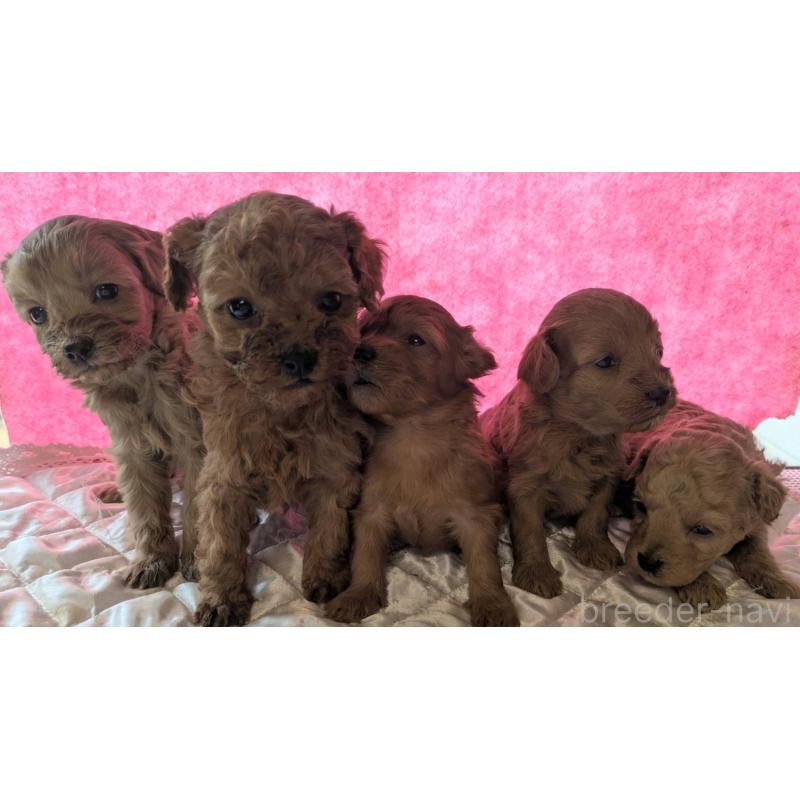 販売中の埼玉県のマルプー:マルチーズ×トイプードル-437652の5枚目