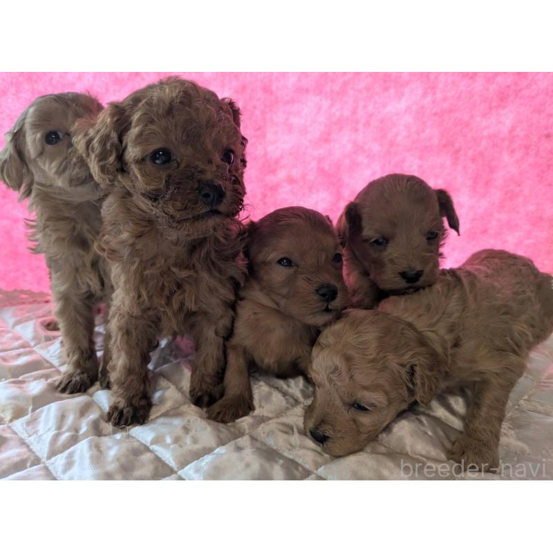 販売中の埼玉県のマルプー:マルチーズ×トイプードル-437652の2枚目