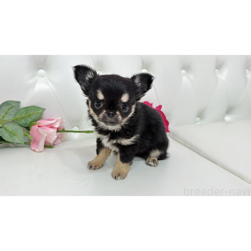 販売中の埼玉県のチワワ(ロングコート)-437651の1枚目