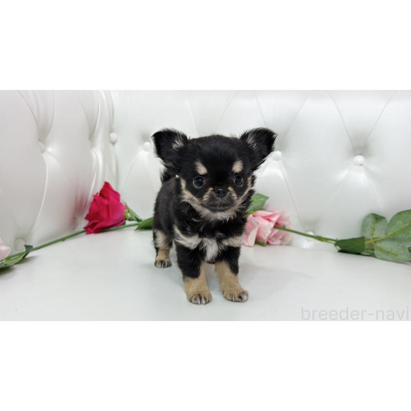 販売中の埼玉県のチワワ(ロングコート)-437651の13枚目