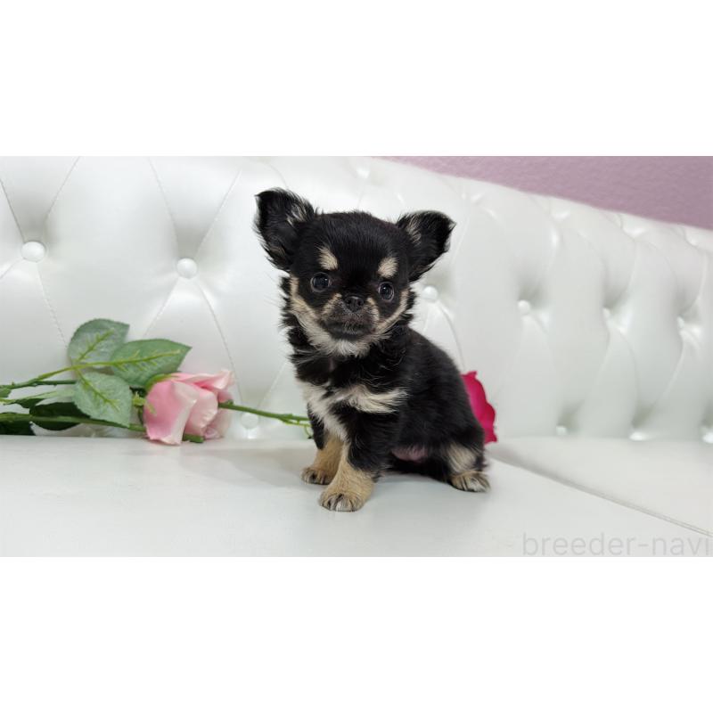 販売中の埼玉県のチワワ(ロングコート)-437651の12枚目