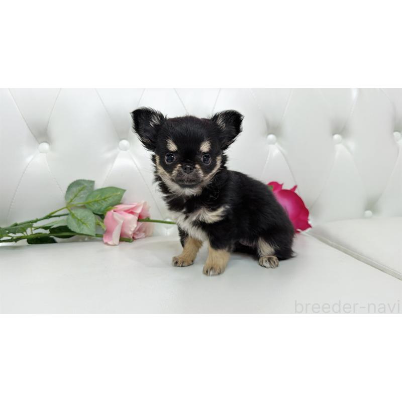 販売中の埼玉県のチワワ(ロングコート)-437651の9枚目