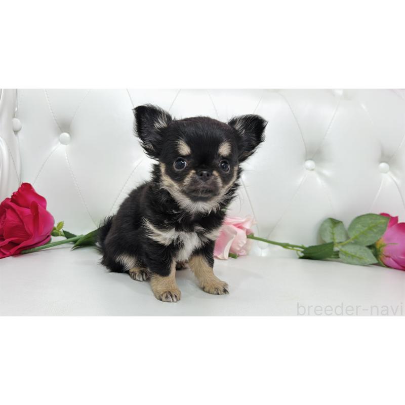 販売中の埼玉県のチワワ(ロングコート)-437651の8枚目