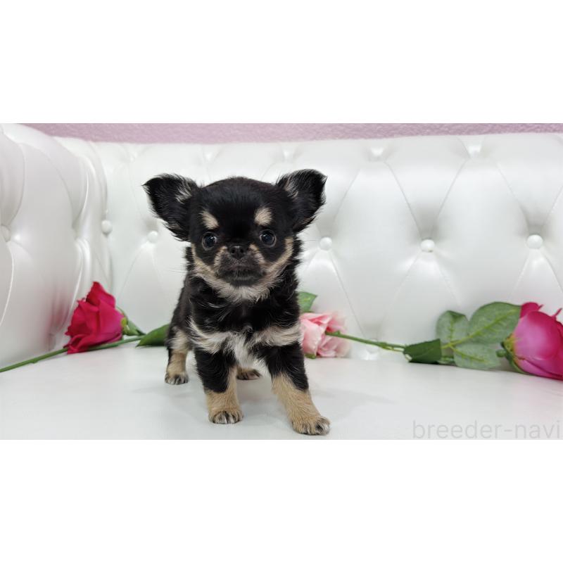 販売中の埼玉県のチワワ(ロングコート)-437651の7枚目