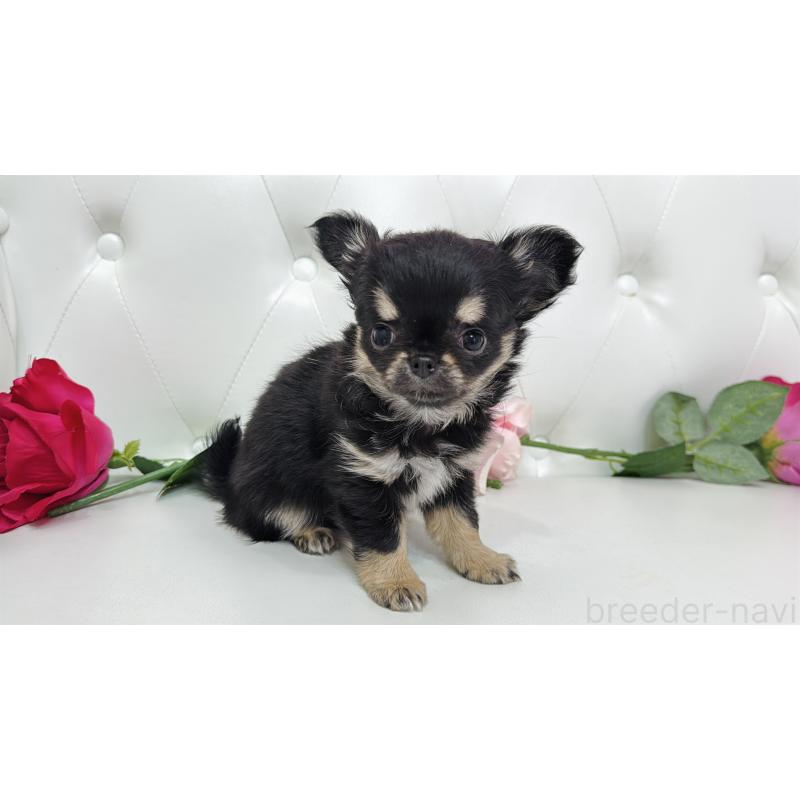 販売中の埼玉県のチワワ(ロングコート)-437651の6枚目