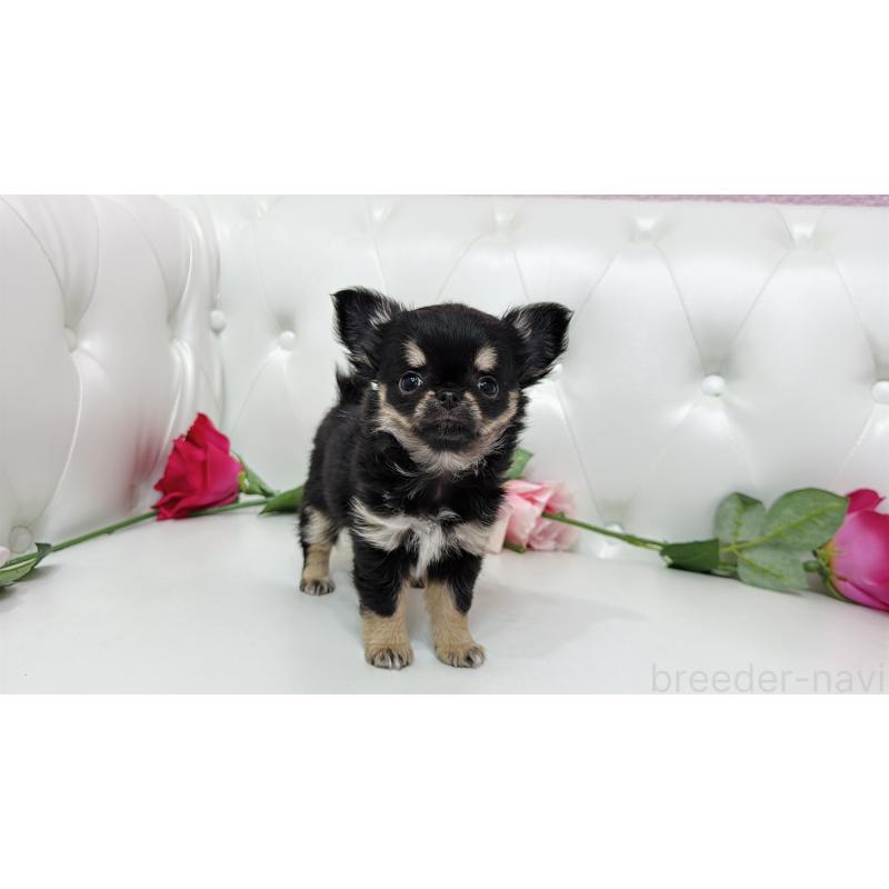 販売中の埼玉県のチワワ(ロングコート)-437651の5枚目