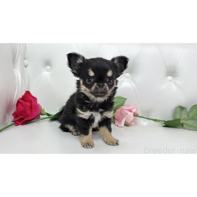 販売中の埼玉県のチワワ(ロングコート)-437651の4枚目