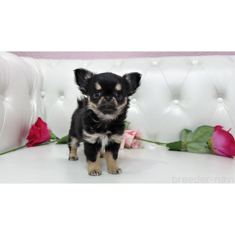 販売中の埼玉県のチワワ(ロングコート)-437651の2枚目