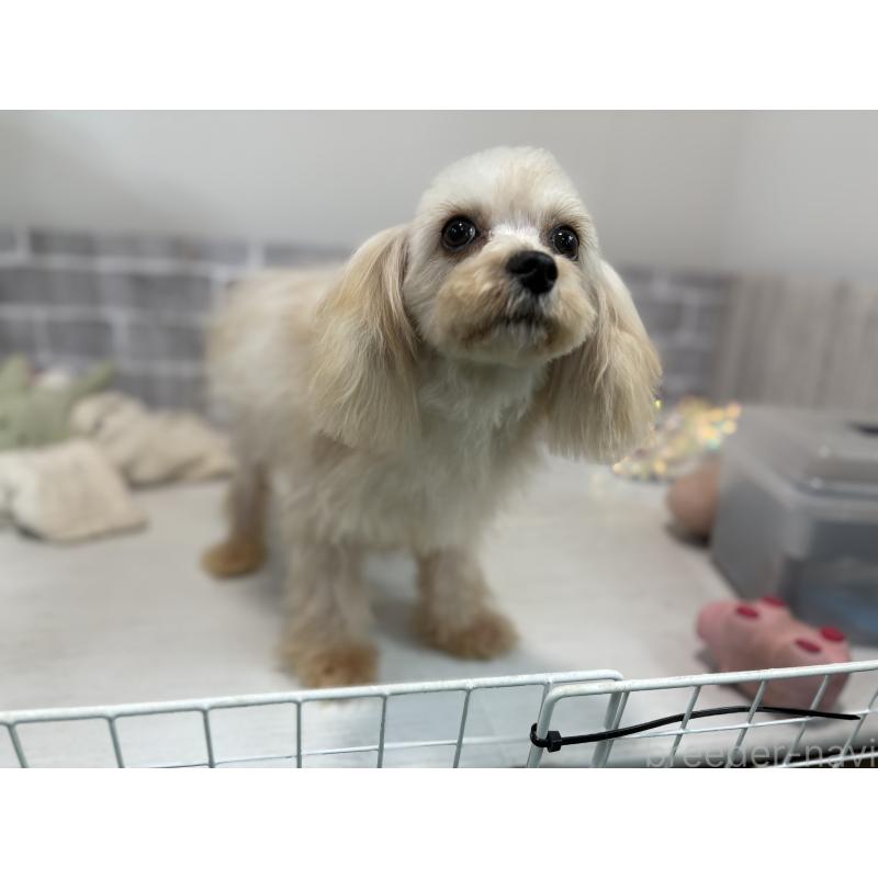 販売中の東京都のキャバプー:キャバリア×トイプードル-386454の3枚目