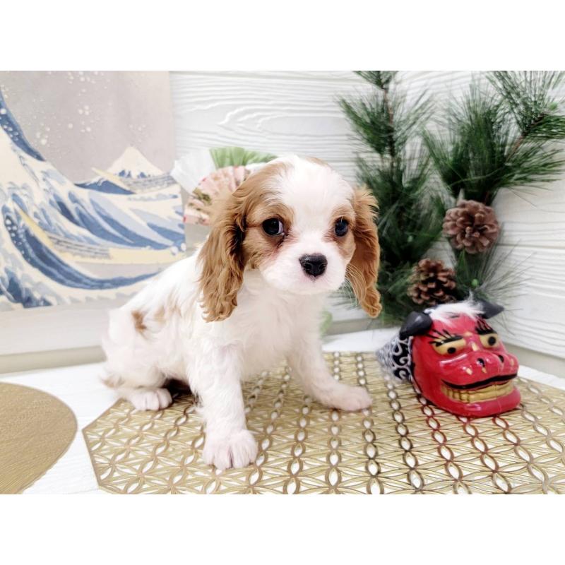 成約済の北海道のキャバリアキングチャールズスパニエル-431635の4枚目