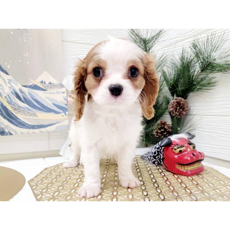 成約済の北海道のキャバリアキングチャールズスパニエル-431635の3枚目