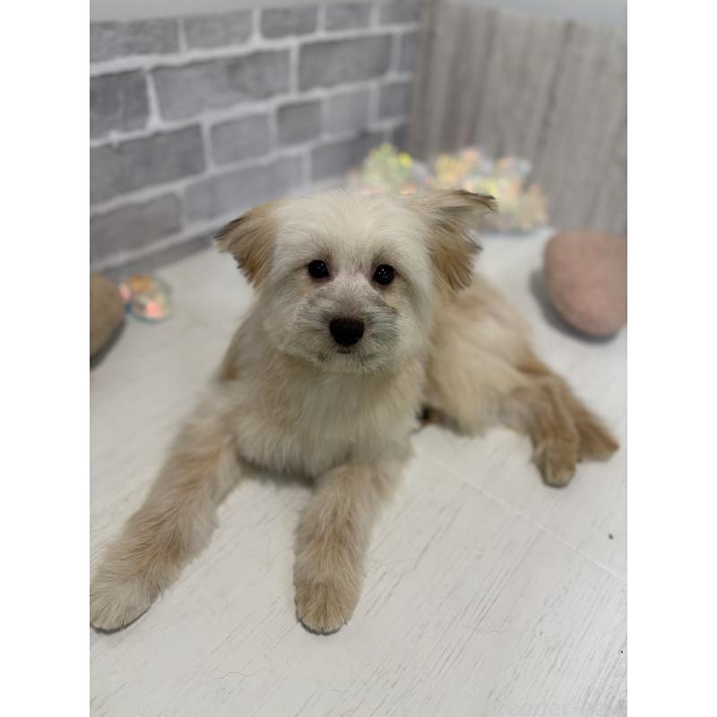 販売中の東京都のミックス犬-408770の4枚目