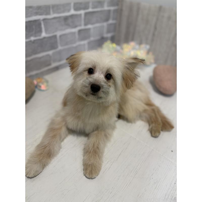 販売中の東京都のミックス犬-408770の3枚目