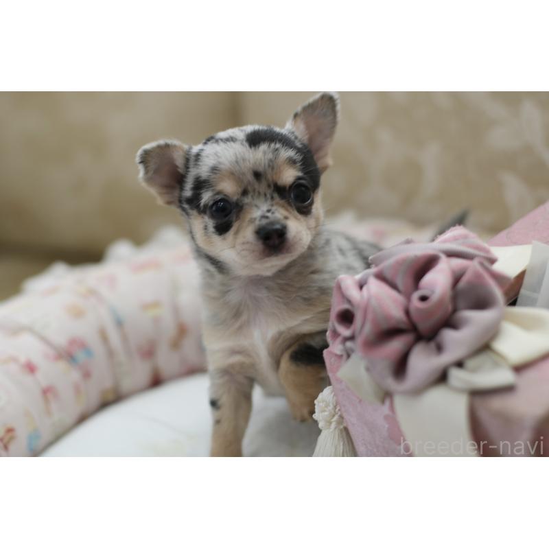 販売中の兵庫県のチワワ(スムースコート)-437657の3枚目