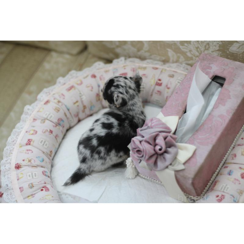 販売中の兵庫県のチワワ(スムースコート)-437657の2枚目