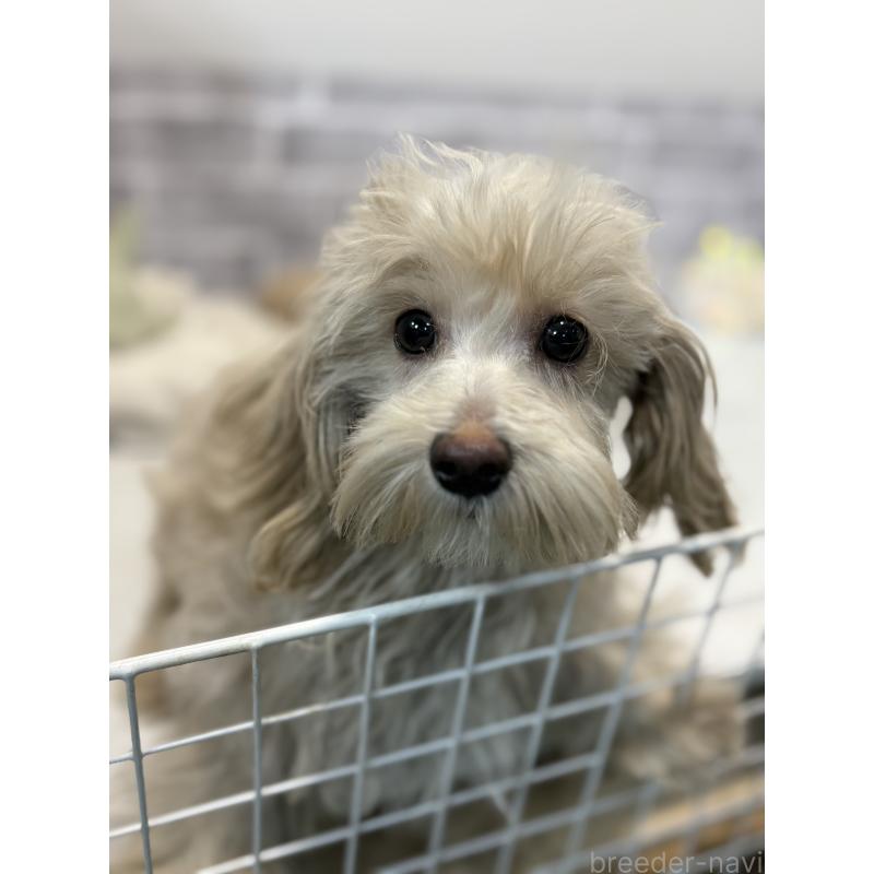 販売中の東京都のヨープー:ヨークシャーテリア×トイプードル-405504の5枚目