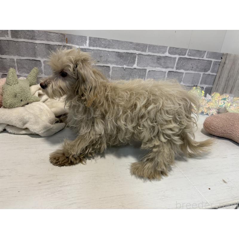 販売中の東京都のヨープー:ヨークシャーテリア×トイプードル-405504の3枚目