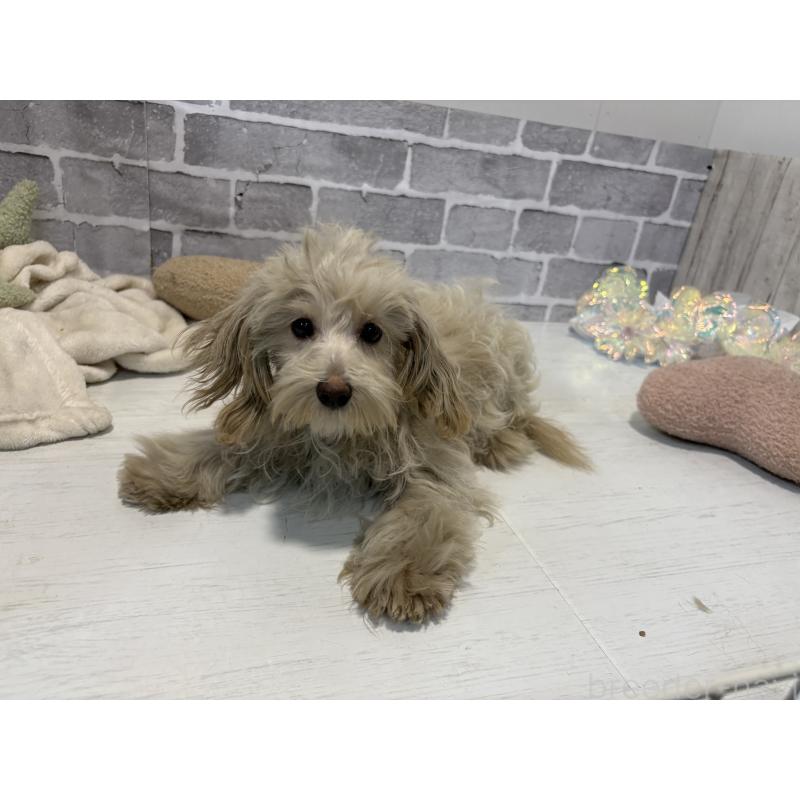 販売中の東京都のヨープー:ヨークシャーテリア×トイプードル-405504の2枚目