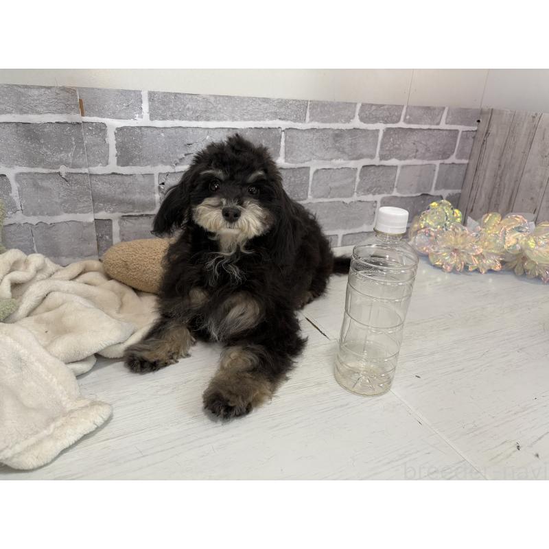 販売中の東京都のヨープー:ヨークシャーテリア×トイプードル-405500の5枚目