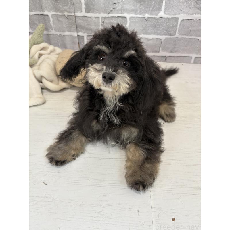 販売中の東京都のヨープー:ヨークシャーテリア×トイプードル-405500の4枚目