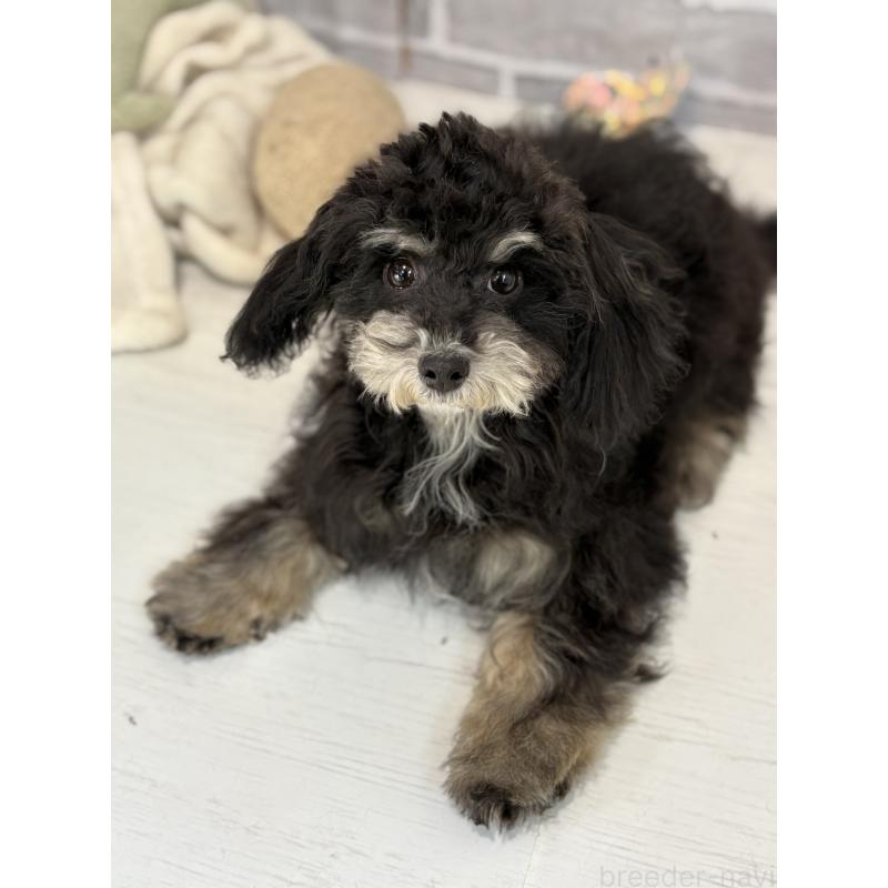 販売中の東京都のヨープー:ヨークシャーテリア×トイプードル-405500の3枚目