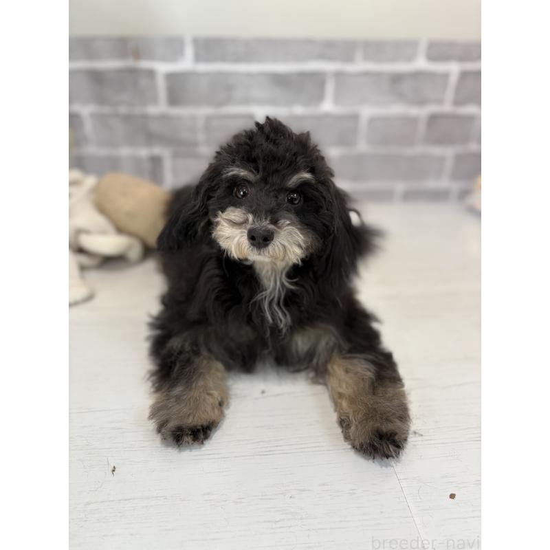 販売中の東京都のヨープー:ヨークシャーテリア×トイプードル-405500の2枚目