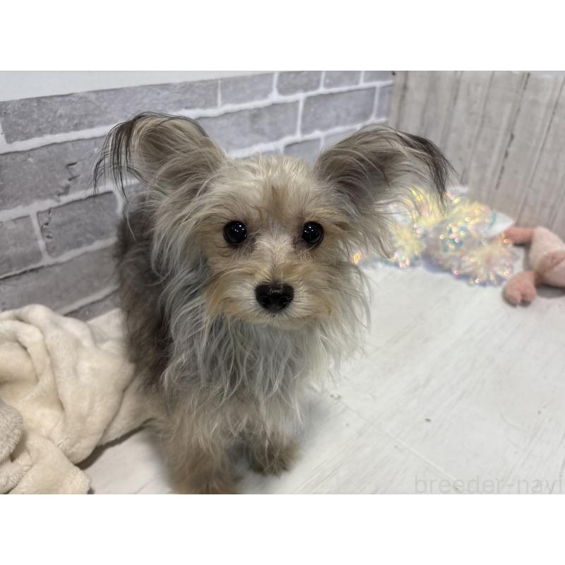 販売中の東京都のヨープー:ヨークシャーテリア×トイプードル-388923の5枚目