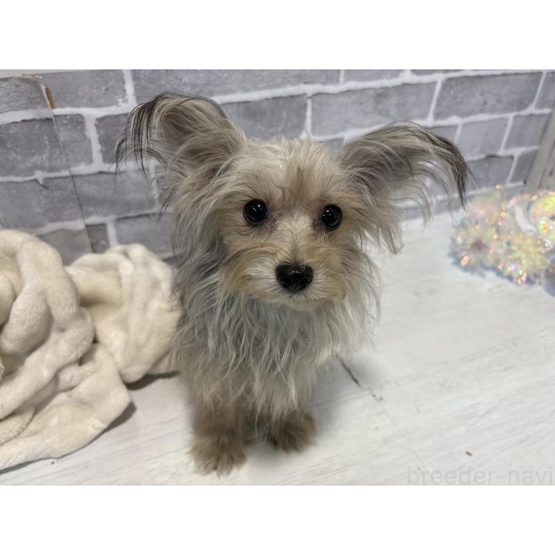 販売中の東京都のヨープー:ヨークシャーテリア×トイプードル-388923の4枚目