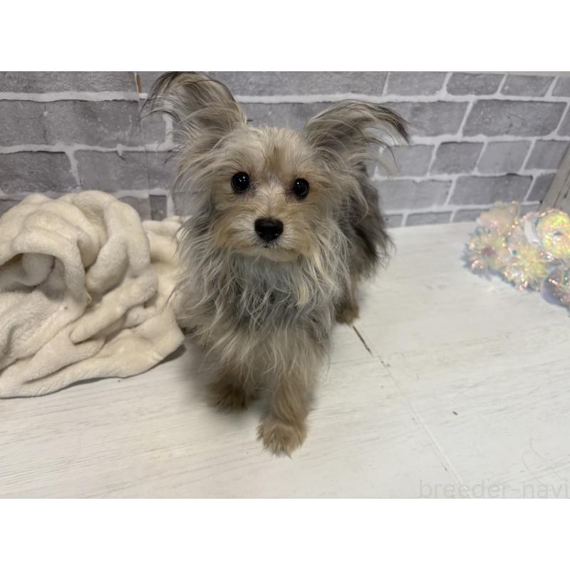 販売中の東京都のヨープー:ヨークシャーテリア×トイプードル-388923の3枚目