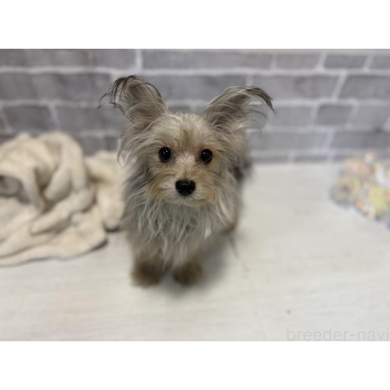 販売中の東京都のヨープー:ヨークシャーテリア×トイプードル-388923の2枚目