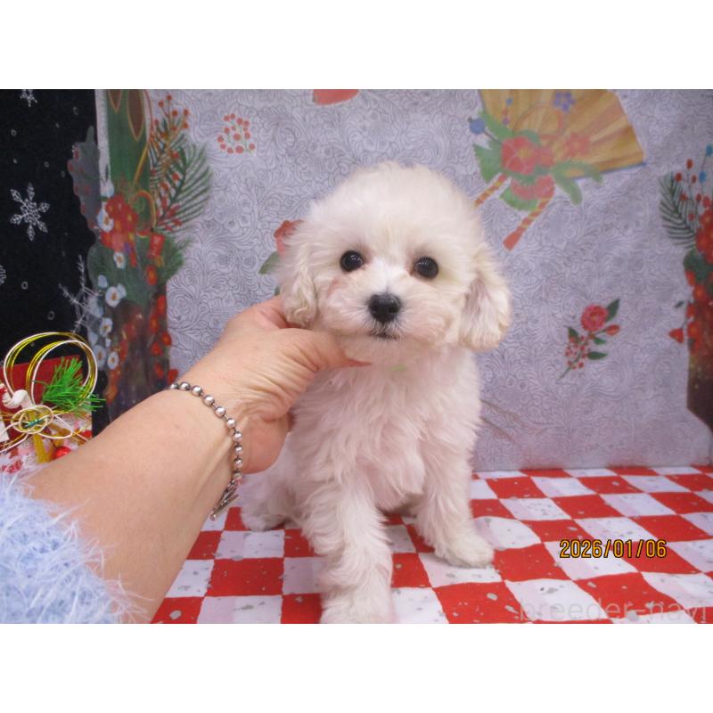 販売中の鳥取県のマルプー:マルチーズ×トイプードル-431084の3枚目