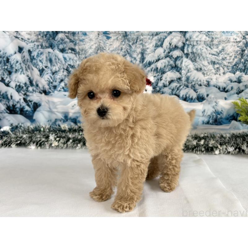 販売中の秋田県のタイニープードル-428509の5枚目