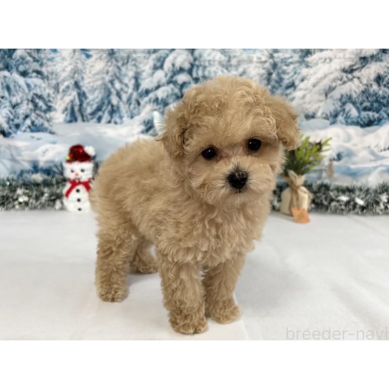 販売中の秋田県のタイニープードル-428509の4枚目